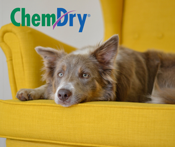 dog relaxing on yellow upholstery in The Villages FL, First Class Chem-Dry